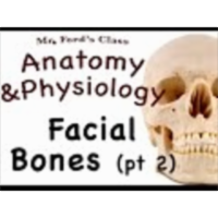 The Skeletal System : Facial Bones pt 2 (07:08)