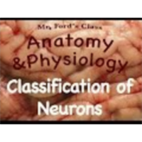 Nervous System: Classification of Neurons (10:03) icon