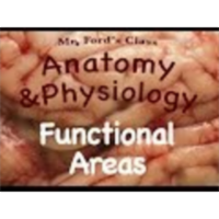 The Nervous System : Functional Areas of the Brain (10:13) icon