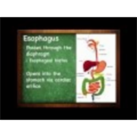 The Digestive System : The Throat (18:03)