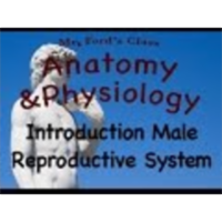 The Male Reproductive System : Introduction (19:01)