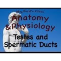 The Male Reproductive System : Testes and Spermatic Ducts (19:02)