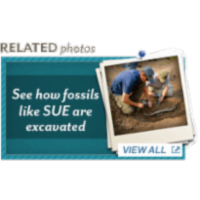 Sue at the Field Museum icon