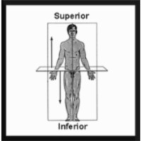 Anatomy and Physiology Lab icon