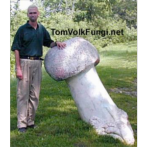 Tom Volk's Fungi icon