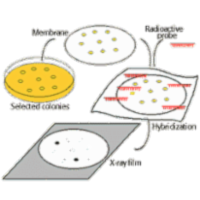 The Biology Project: Molecular Biology icon