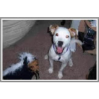 MARQS: Media album retrieval by query sketch icon