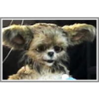 34. Social Referencing with Leonardo icon