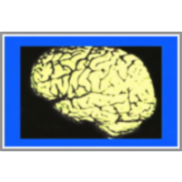 Neurobiology of Memory: How Do We Acquire, Consolidate and Recall Memory