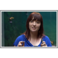 Delfini v slovenskem morju in okoliških vodah icon