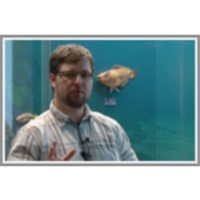 Evolucija kitov icon