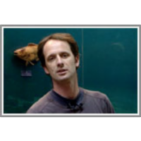 Koliko ptic se pozimi zadržuje na naših rekah in jezerih? icon