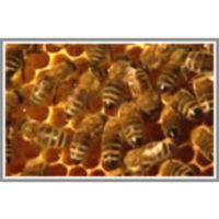 Boj za obstanek čebel icon